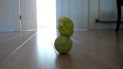 tumblr_lyr9ud76Og1r7v46ho1_500.gif