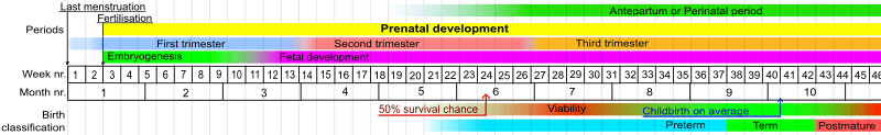 800px-Prenatal_development_table.svg.png