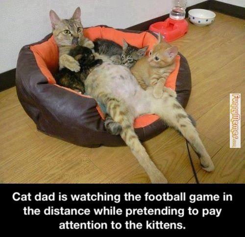 cat-memes-cat-dad.jpg
