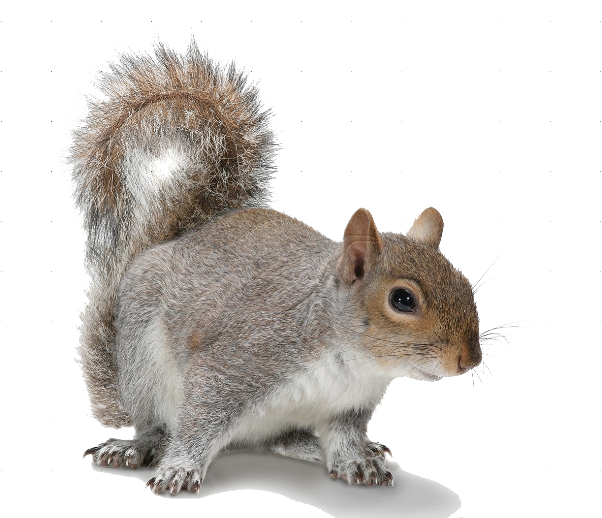 3-2-squirrel-picture.png