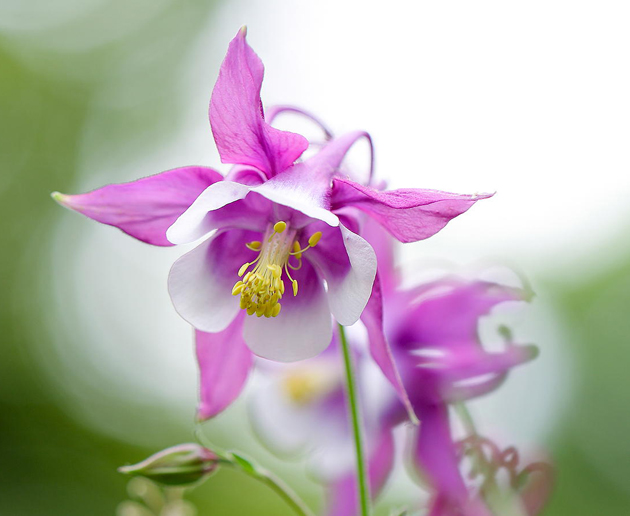 Violet-columbine-by-LEE-INHWAN.jpg