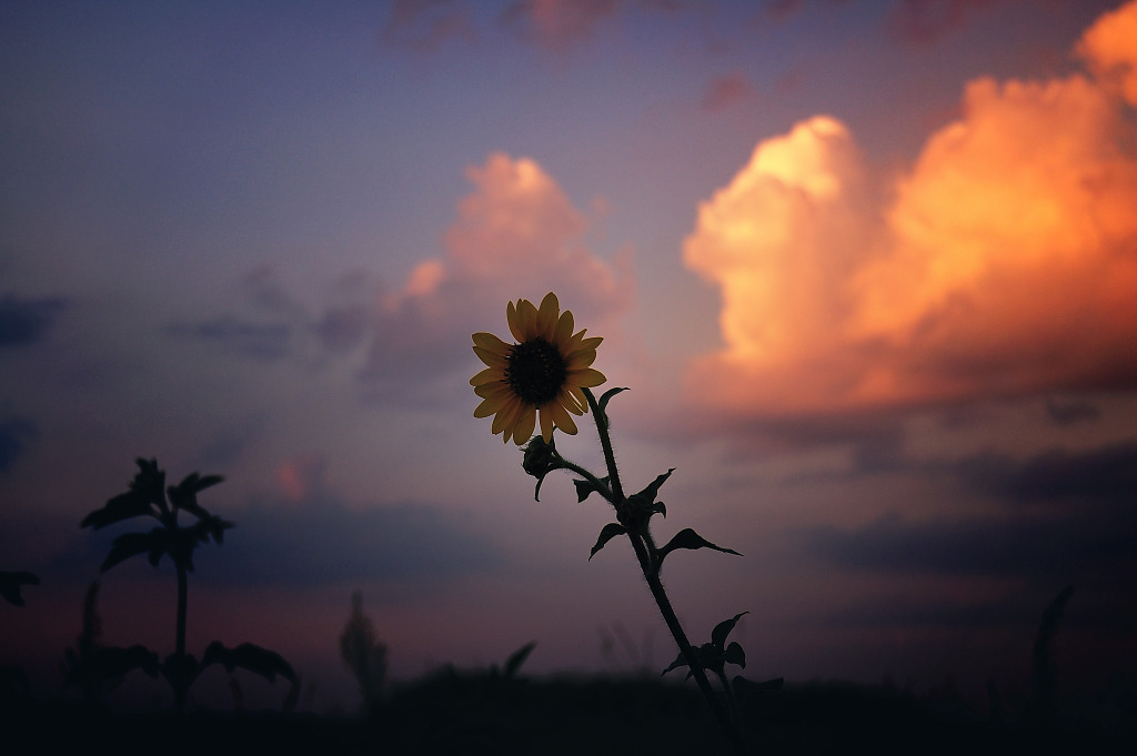 sunset-sunflower-in-the-clouds-texas-100706-p.jpg