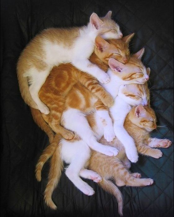 snuggle-cats.jpg