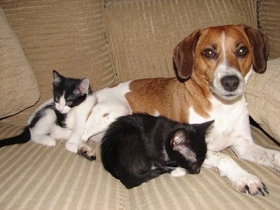 JackaBeeJjackRussellBeagleMixMalcolm.JPG