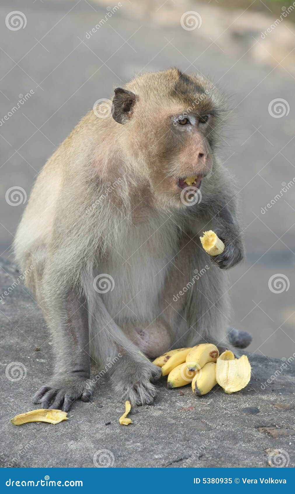 monkey-eating-banana-5380935.jpg