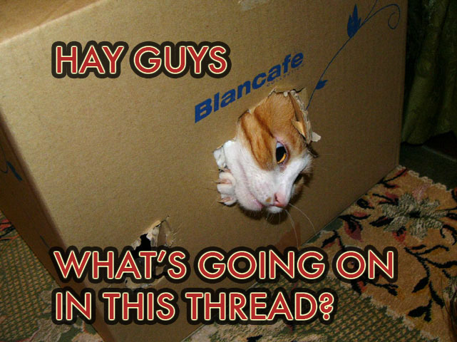 cat-hay_guys_what's_goin_on_in_this_thread.jpg
