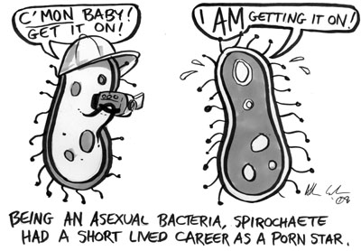 spirochaete.jpg