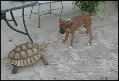 damn_turtle.gif