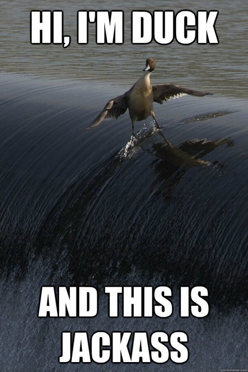duck-jackass.jpg