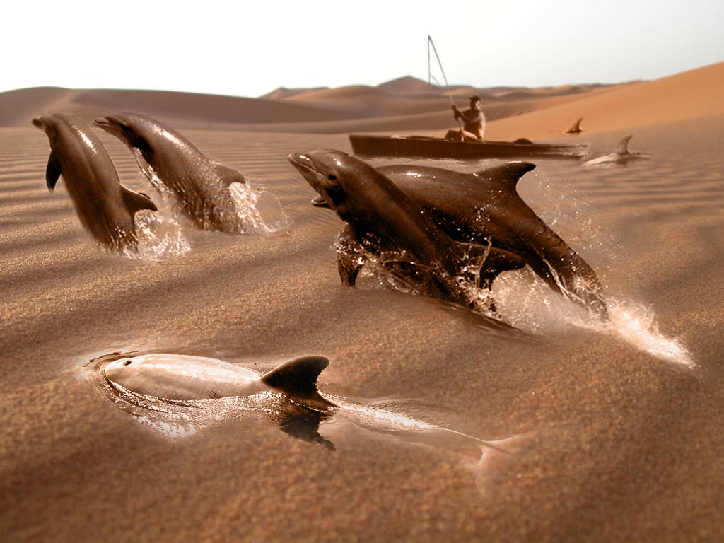 desert_dolphins_by_tannally.jpg