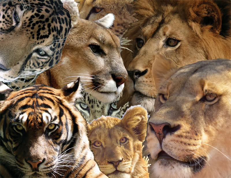 bigcats3.jpg
