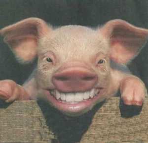 pig-teeth-22.jpg