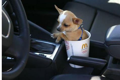 McDs-Chihuahua.jpg
