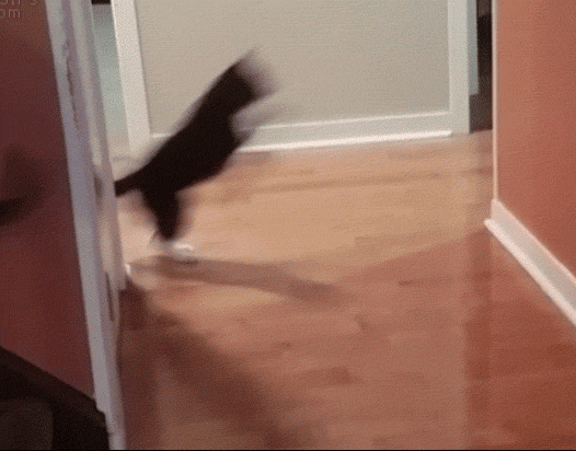 GI6XCuo.gif