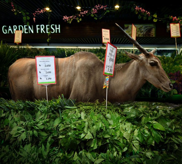 Wild-Animals-Inside-Supermarkets5-640x576.jpg