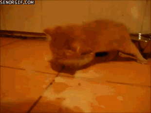mfxEI5r.gif