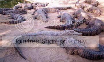 crocs1.jpg