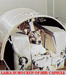 Laika_pre-flight_GIF.gif