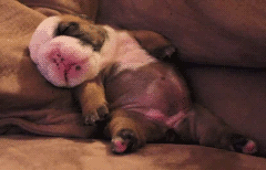 tumblr_medfpy5M9O1r5c792o1_250.gif