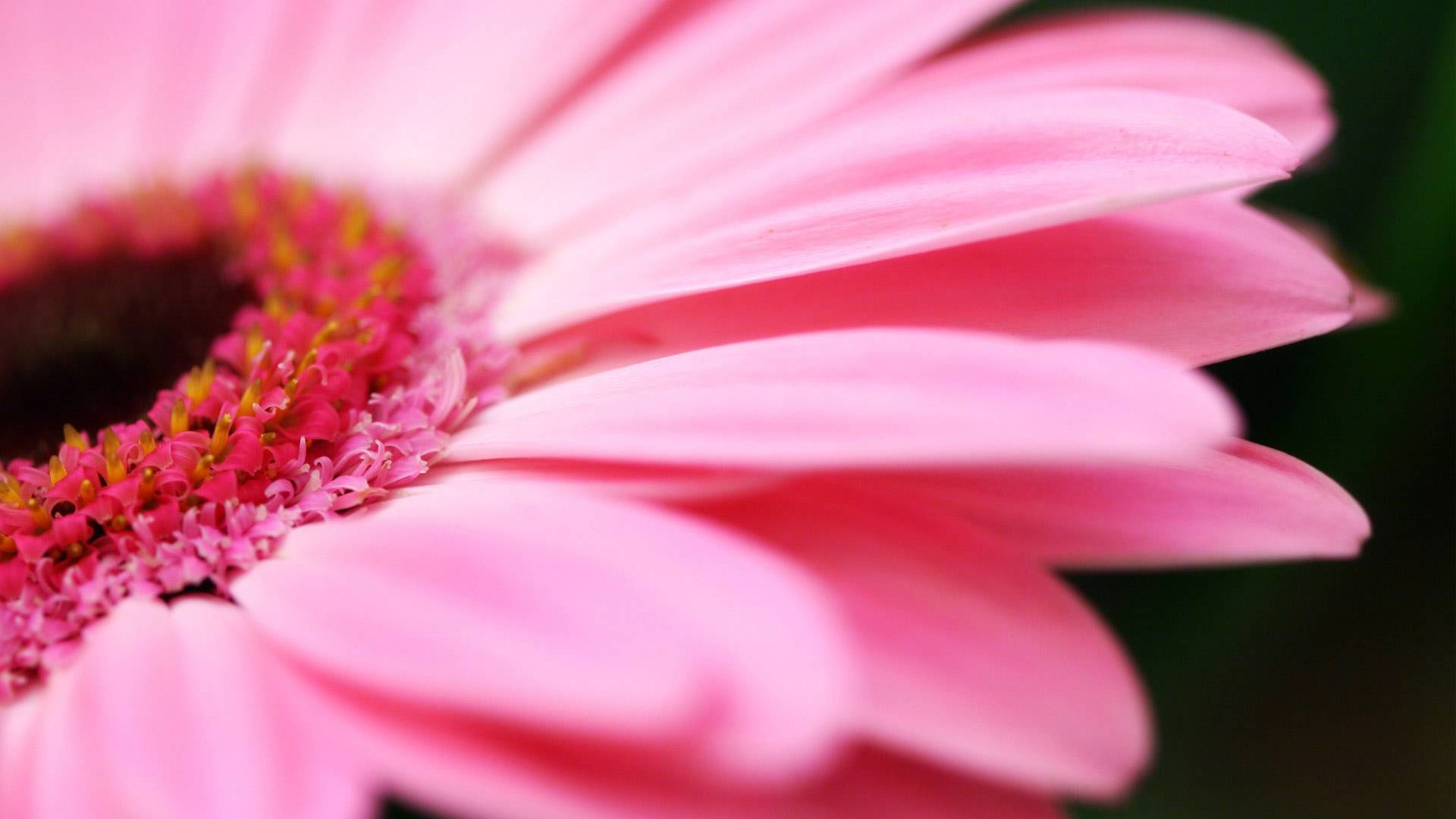 big_pink_daisy-HD.jpg
