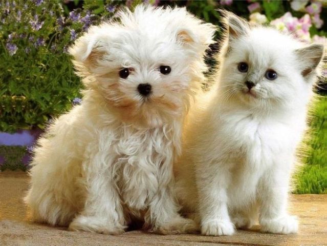 cats_dogs_02.jpg