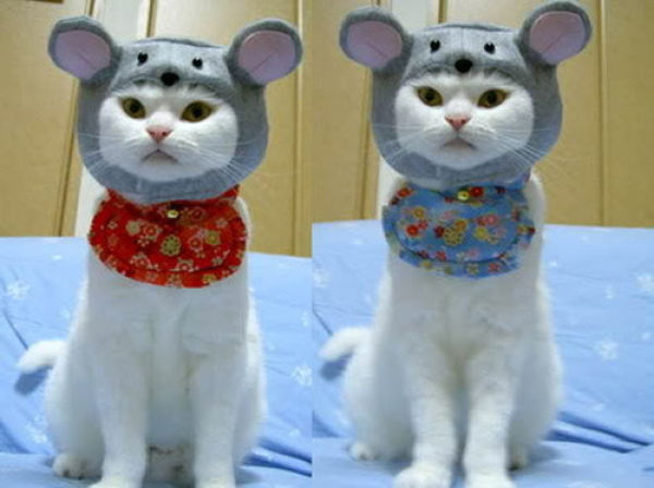 cat_clothes_640_21.jpg