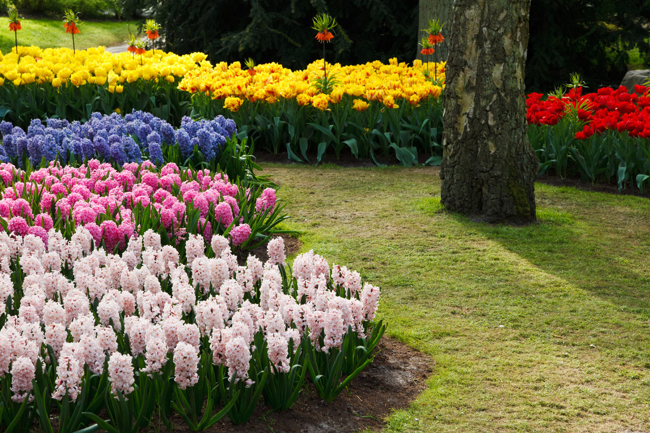 colorful-flower-garden-1313402376a19.jpg