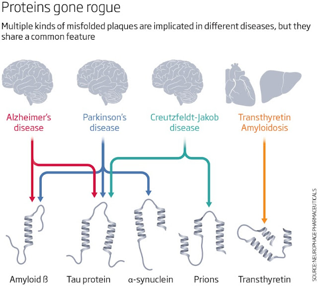 brainplaques.jpg