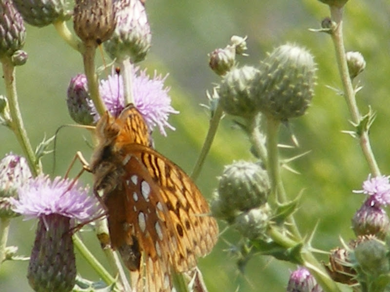DSCF8182.jpg