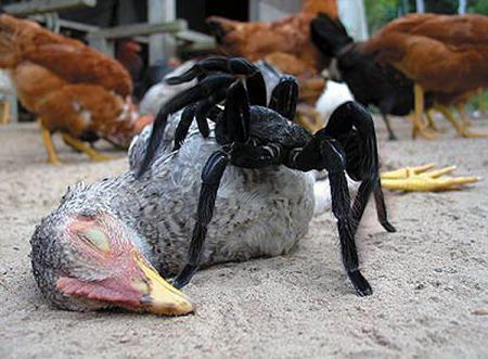goliathbirdeating-spider003.jpg
