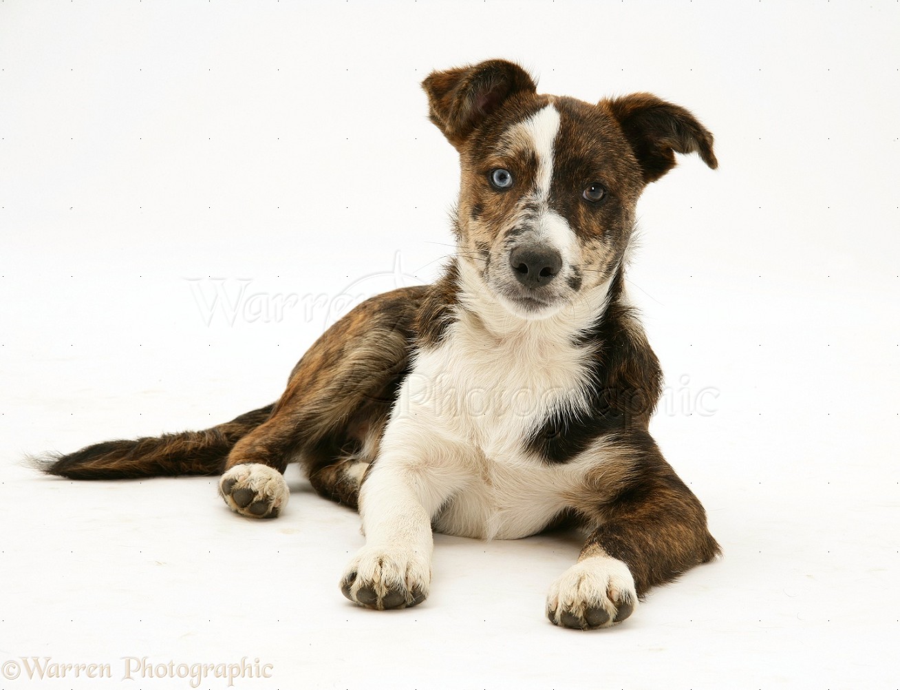 17081-Mongrel-pup-white-background.jpg