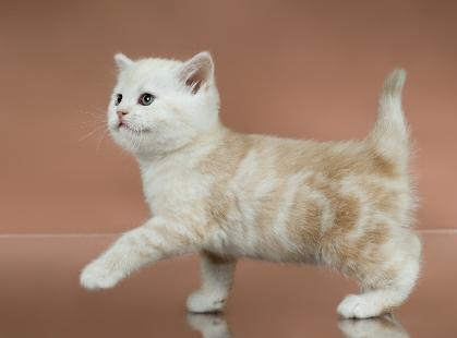 159708-419x310-brown-kitten.jpg