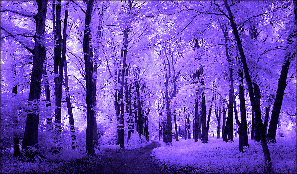 purple_trees_infrared____by_michilauke-d31799x.jpg