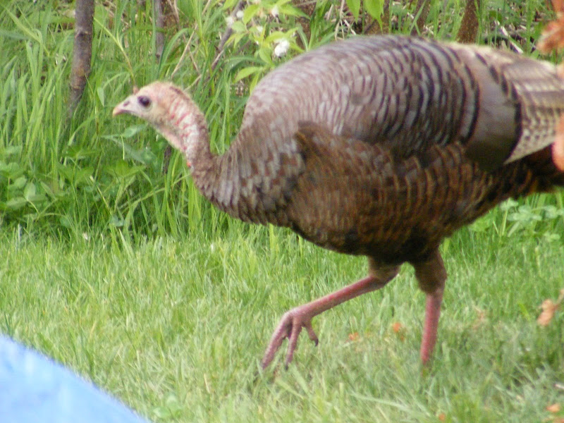 DSCF1053.jpg