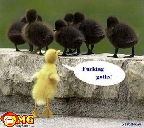 funny-chicks-birds-goth-yellow.jpg