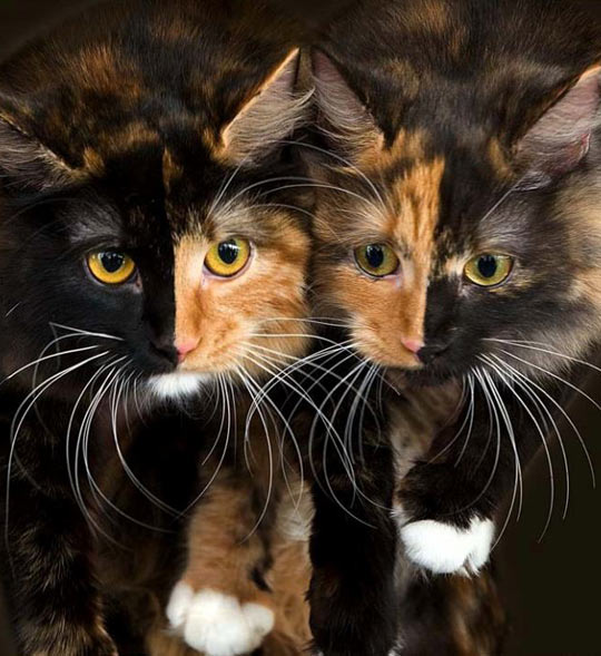 cool-two-colors-face-cats1.jpg