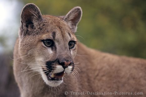 cougar1.jpg