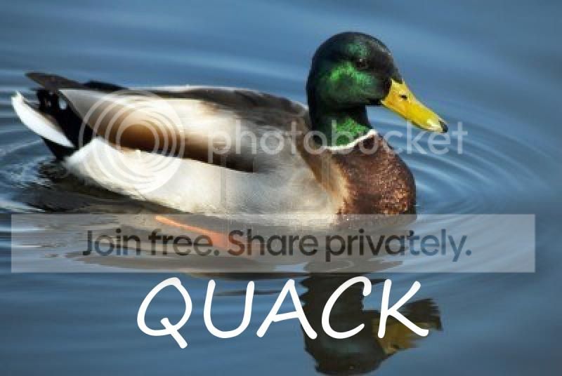 Duck_zpsddc1db8e.jpg