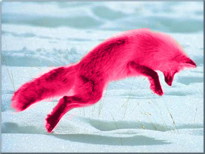 Pink_Fox__x__One_of_Five_by_outlawedcow.jpg