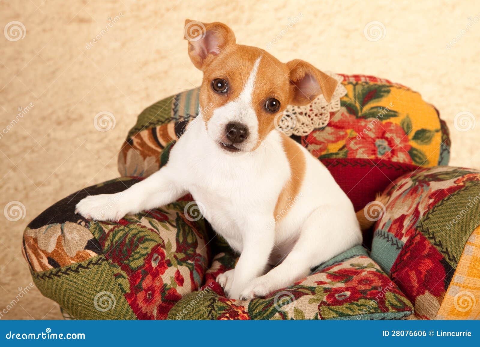 jack-russell-puppy-chair-28076606.jpg
