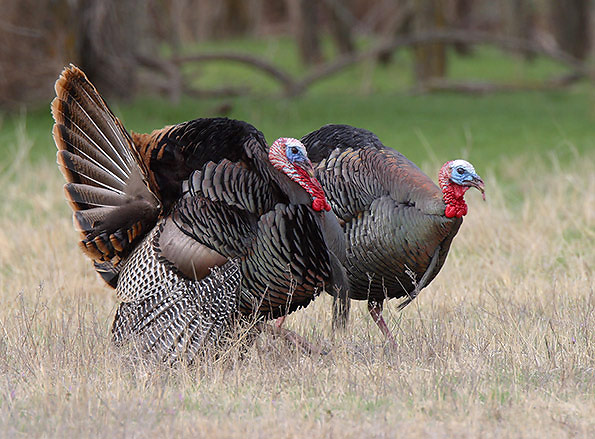 wild-turkeys.jpg