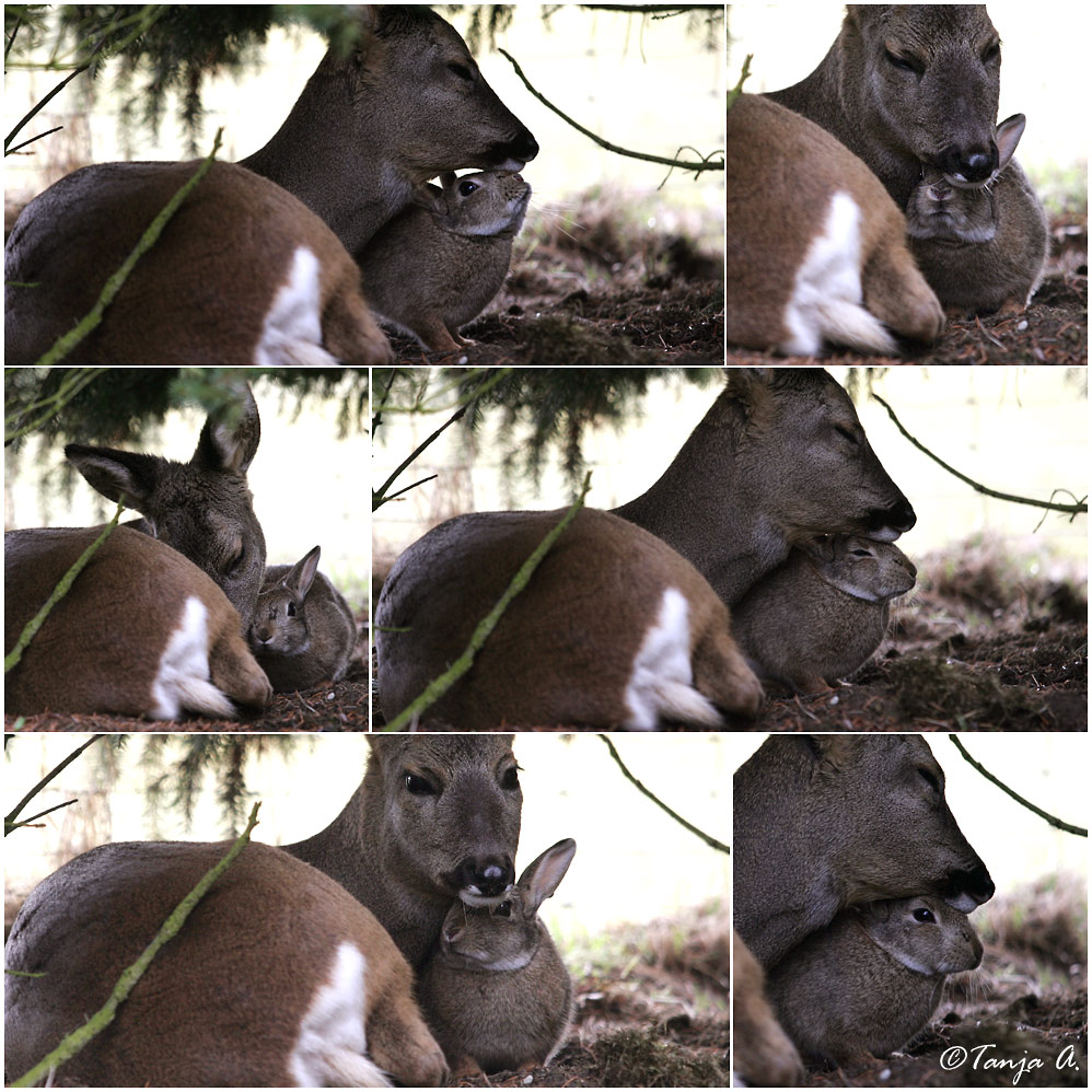 deer_rabbit2.jpg