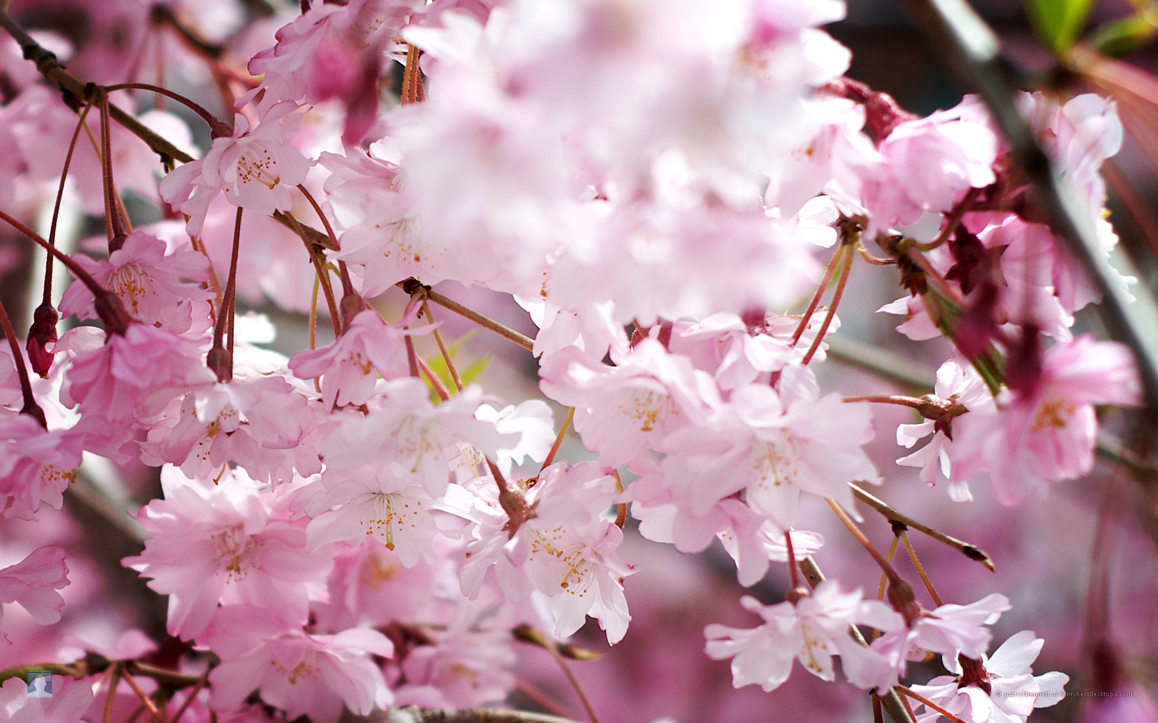 spring-blooming.jpg