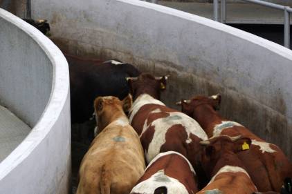 cattle-in-chute-to-slaughter-LARGE.jpg