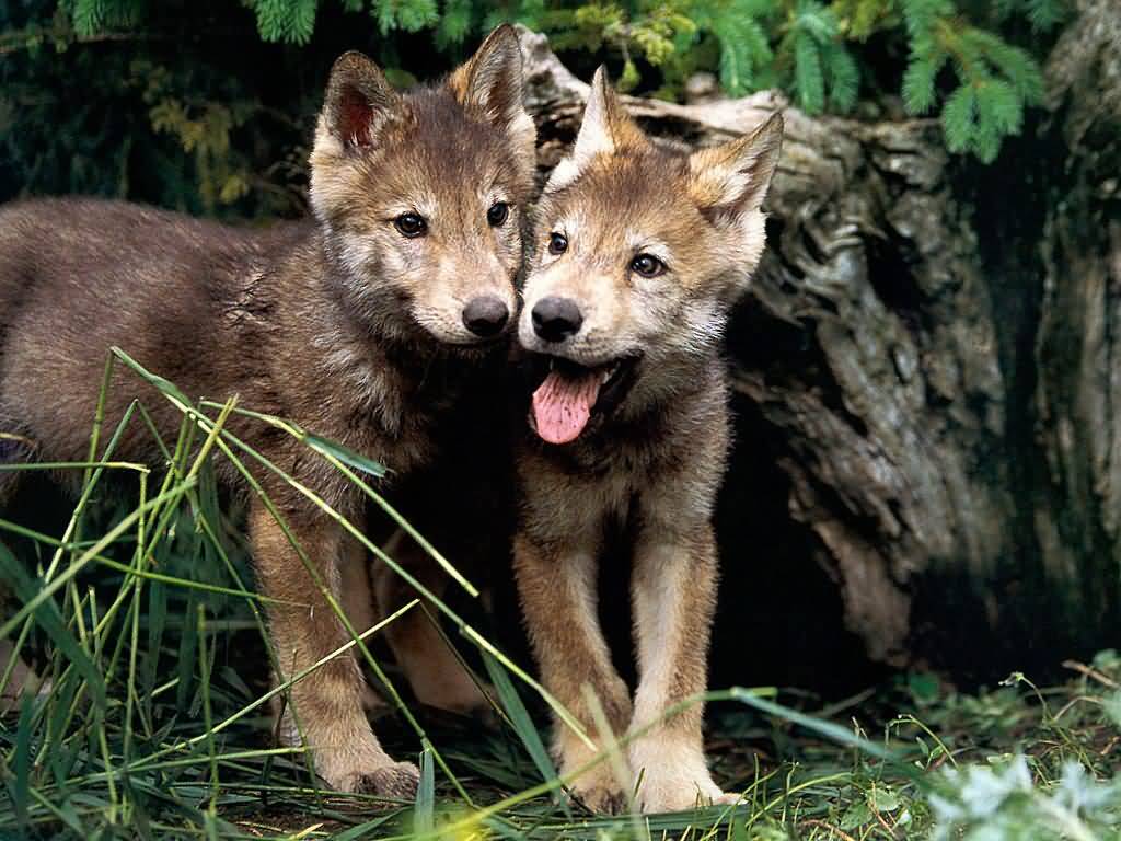 wolf-pups-3.jpg