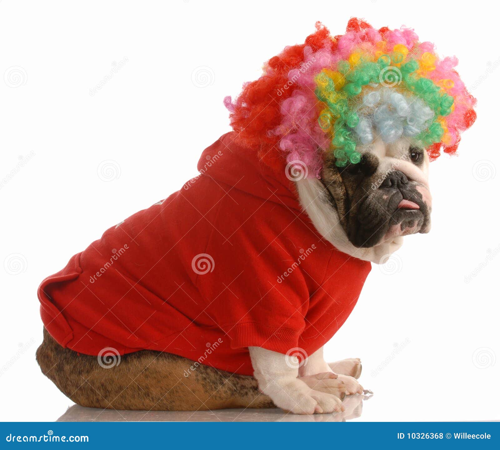 dog-dressed-up-as-clown-10326368.jpg
