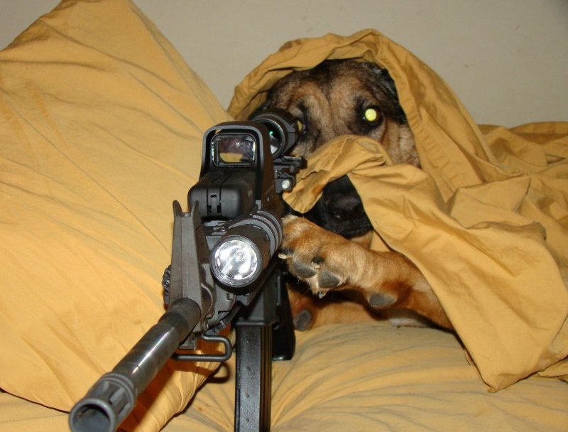 funny-animals-with-guns-shooting_6.jpg