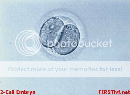 2cell_embryo.jpg