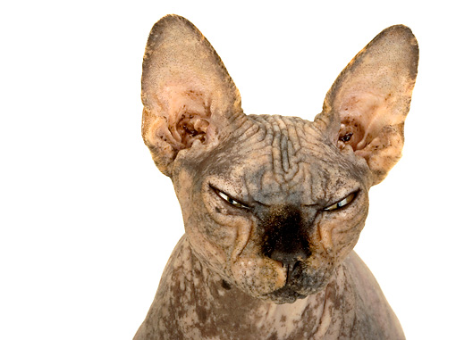 CAT_02_MR0004_01_P.JPG
