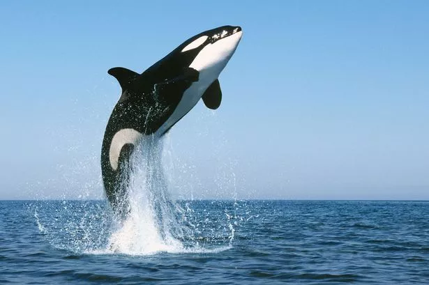 Killer-Whale.jpg